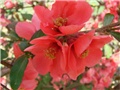 japanska dunja cvijet